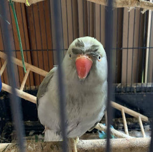 Meet your Posher, Kaya